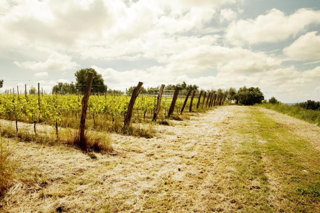 Agriturismo L'Uva E Le Stelle Faedis ภายนอก รูปภาพ